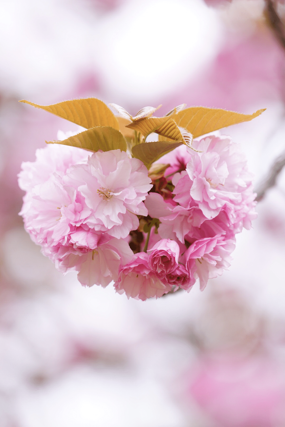 豪華な八重桜 関山がファンタジー Sato Note 豪華な八重桜 関山がファンタジー Sato Note