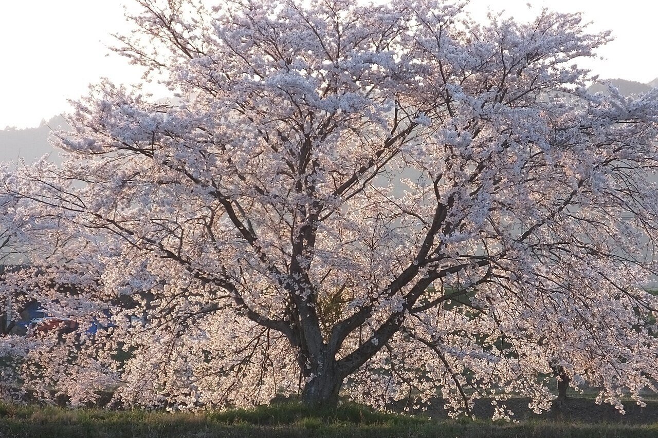 無常と春を告げる桜｜瀧波一誠