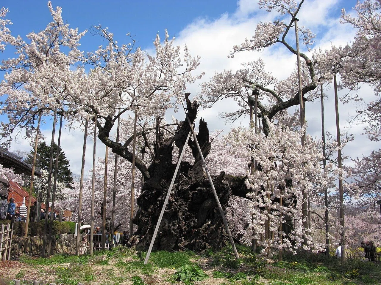 無常と春を告げる桜｜瀧波 一誠 ☕️ World-Building Analyst （地理学