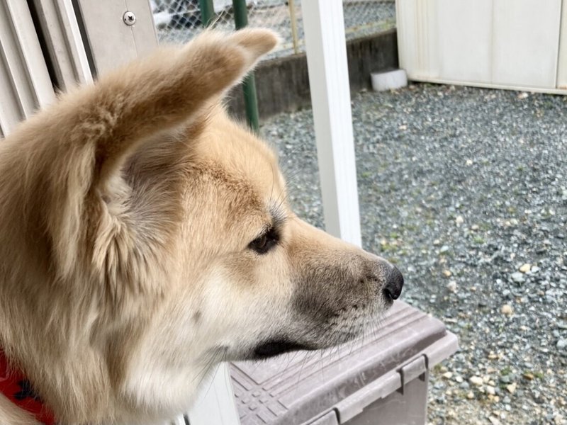 ビビリな保護犬に懐かれたい 4 ミムラ Note ビビリな保護犬に懐かれたい 4 ミムラ Note