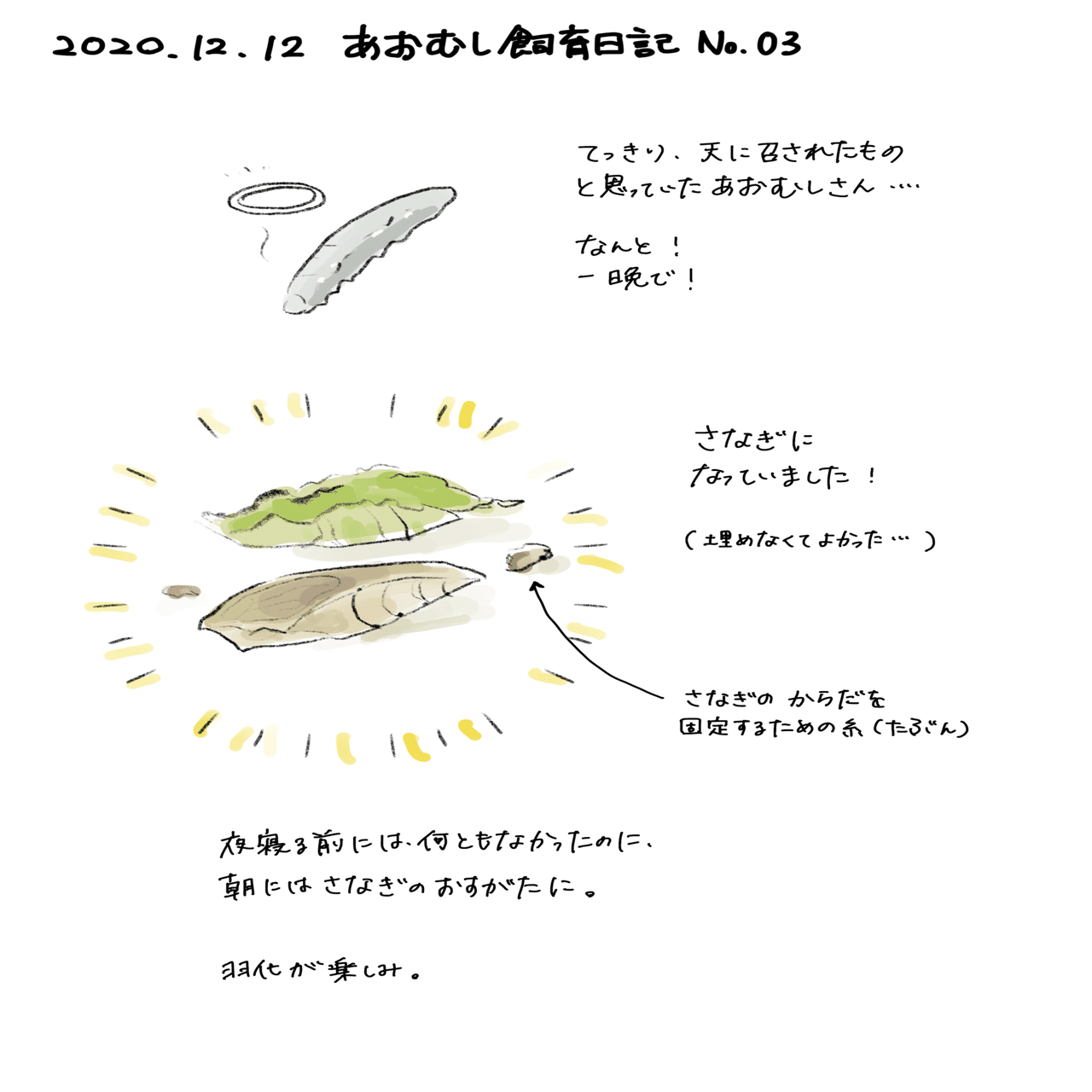 あおむし飼育日記No.03 青虫の最終形態｜みつたろ