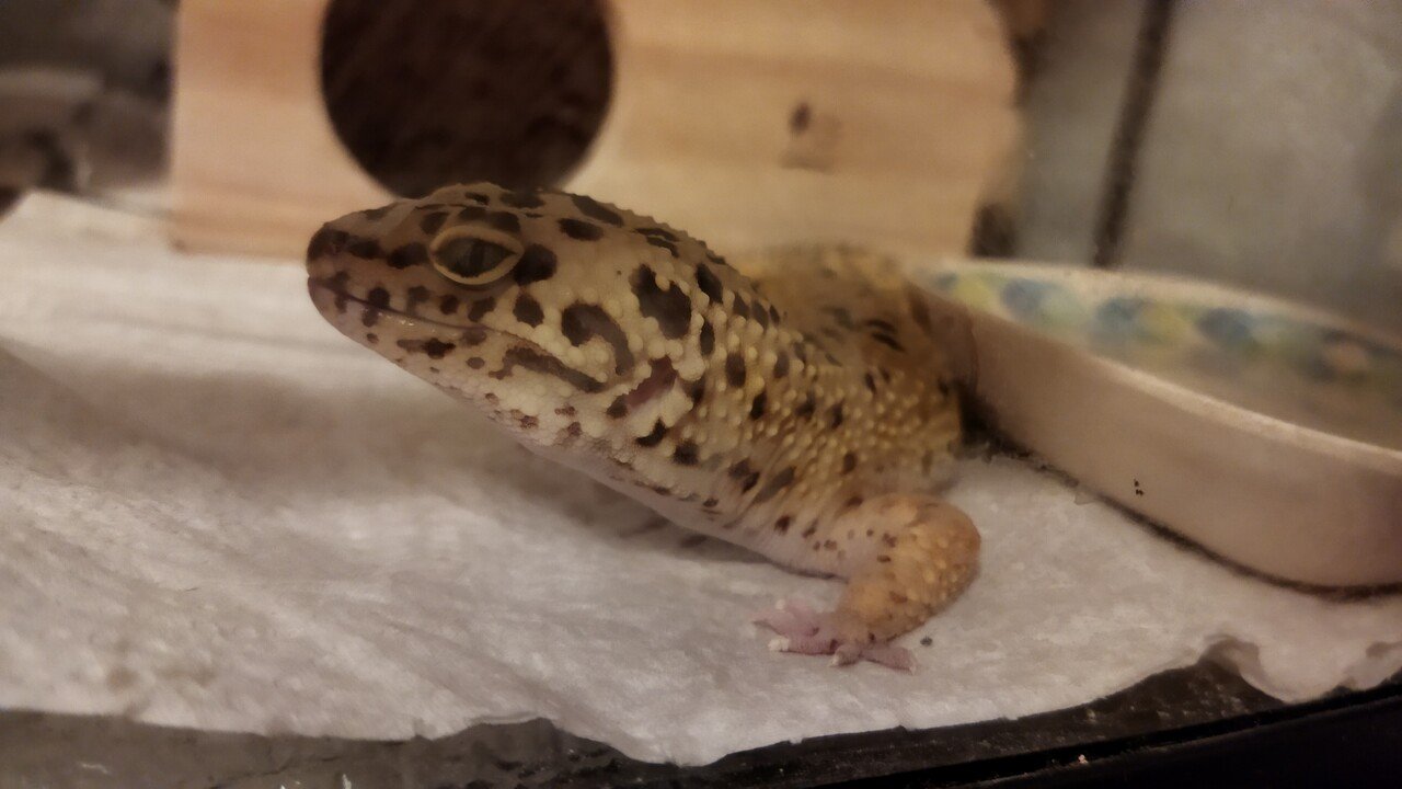 Noteではお久しぶりに出してみました 私の飼っている3匹飼っているペットの1匹 ヒョウモントカゲモドキです 芸能人だと 新垣結衣 さん でんぱ組 Inc の 古川未鈴 さんが飼っているそう Mishka Note Noteではお久しぶりに出してみました 私の飼っている3匹飼っているペットの1匹 ヒョウモントカゲモドキです 芸能人だと 新垣結衣 さん でんぱ組 Inc の 古川未鈴 さんが飼っているそう Mishka Note