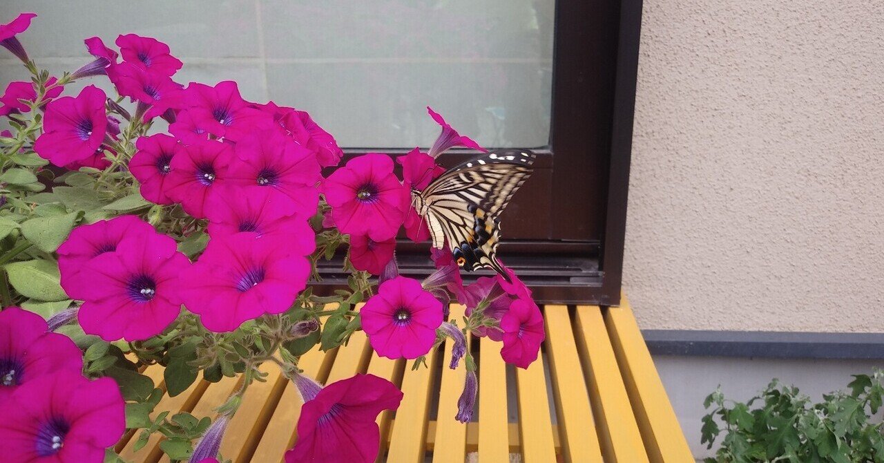 サフィニアの挿し芽 2 園芸 太郎 Note サフィニアの挿し芽 2 園芸 太郎 Note