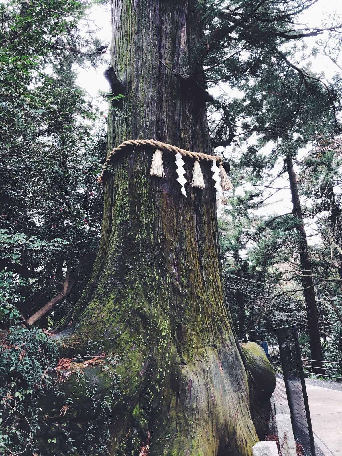 有休OLが登山初心者ひとりで高尾山の桜と温泉を楽しんできた
