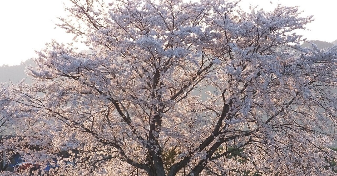 桜散る 無常と春を告げる桜｜瀧波一誠