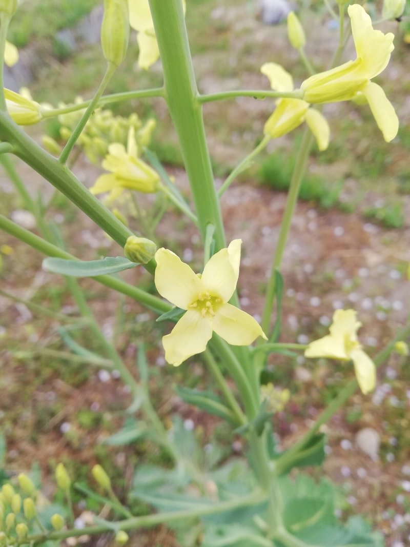 花まつり 春の菜園 調和舎 Note