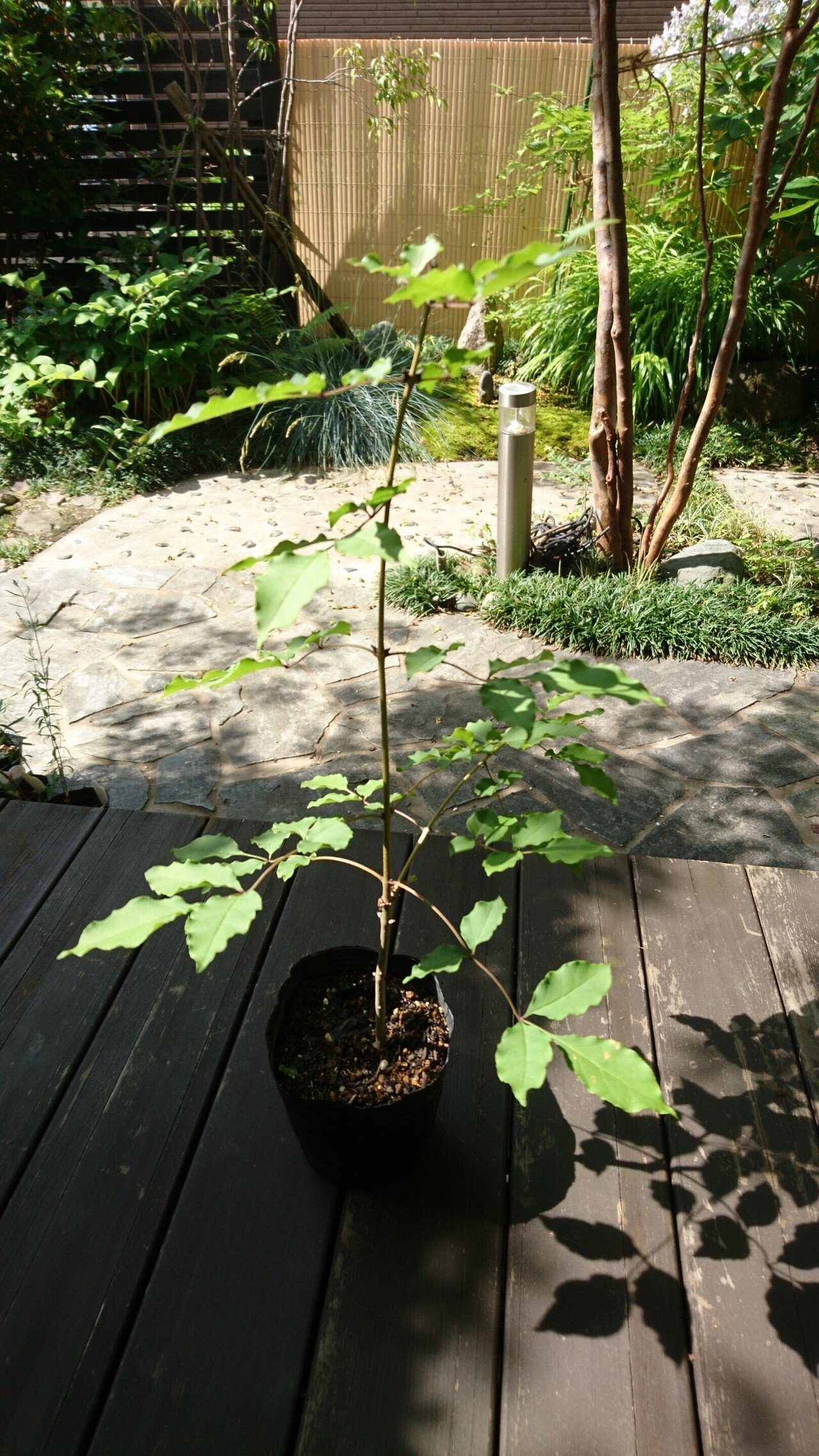 アオダモ 2本セット 鉢下から70㎝強 【公式通販】