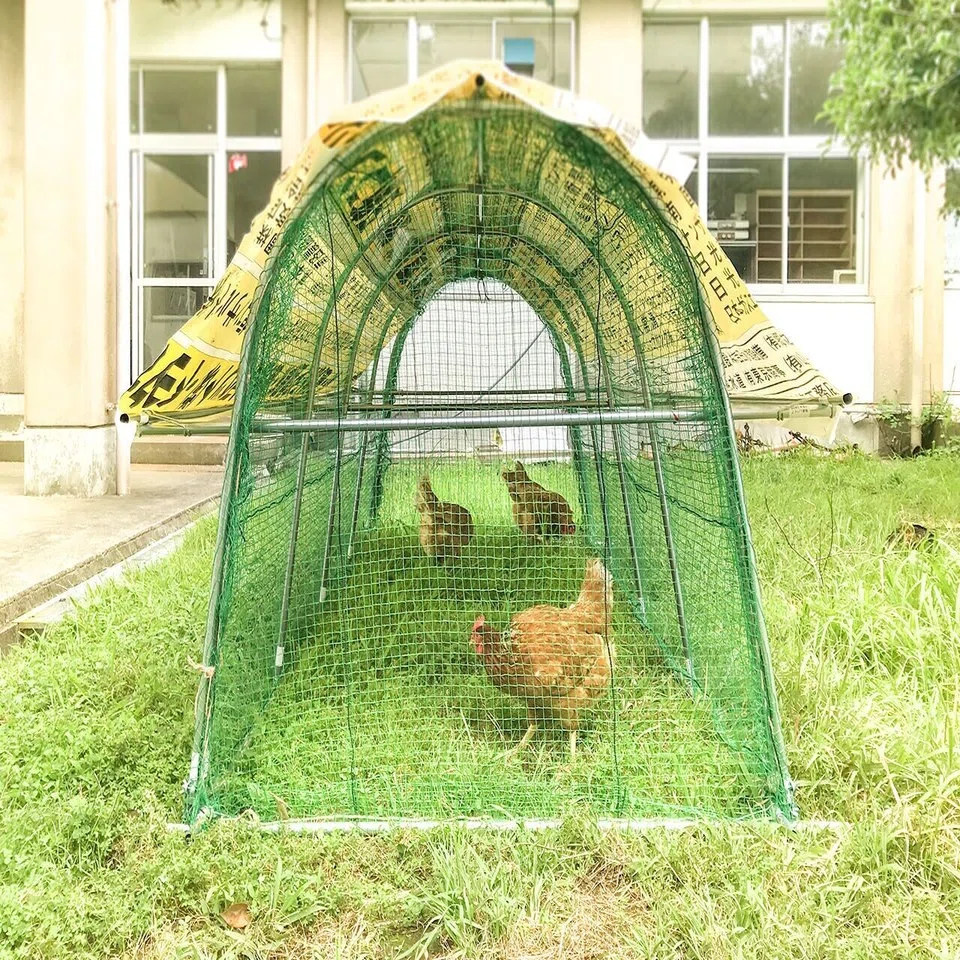 自然養鶏家さんに聞いた鶏小屋の作り方や育てる時の注意点まとめ｜桜子 