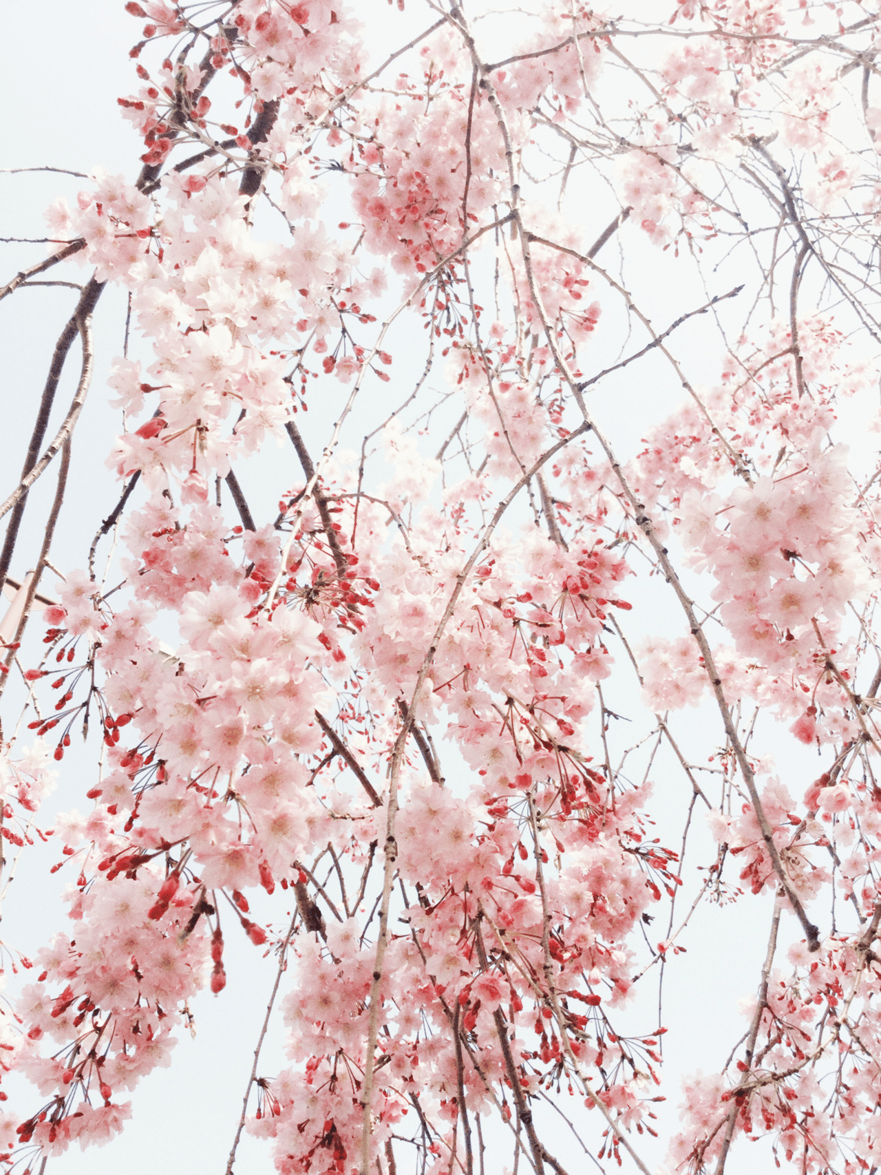 また桜写真 みとべけいこ Note