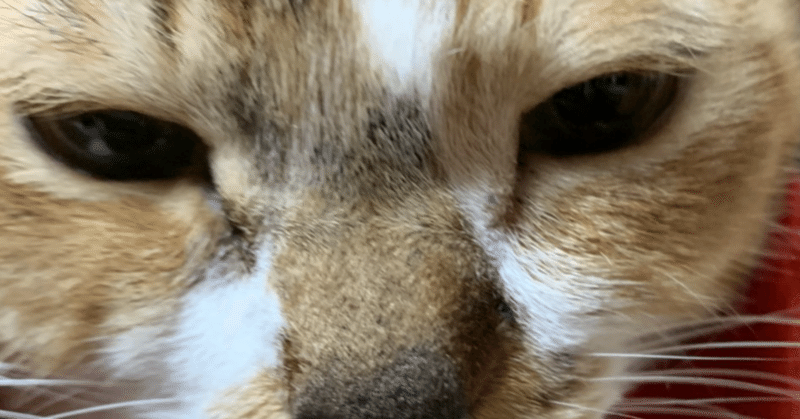 猫語喋る猫5 F極グラビアのはがたけし Note 猫語喋る猫5 F極グラビアのはがたけし Note