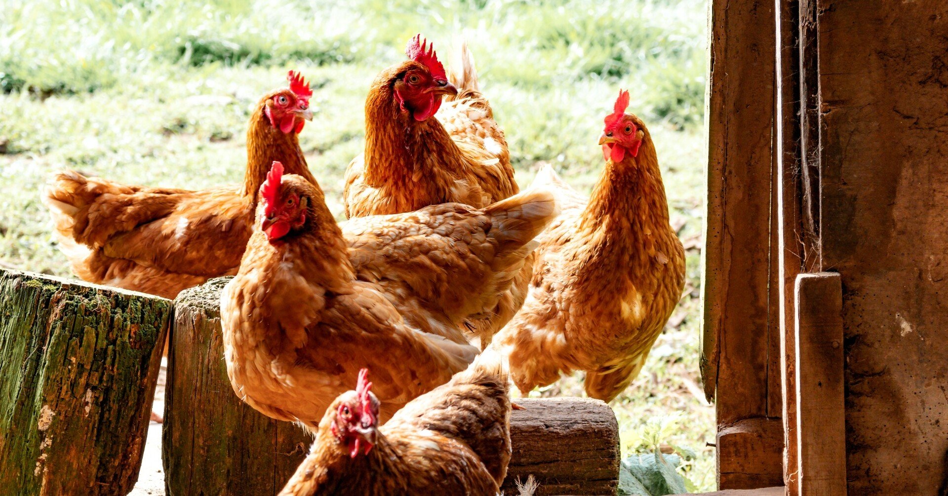 自然養鶏家さんに聞いた鶏小屋の作り方や育てる時の注意点まとめ ちゃこー江頭 桜子 Note 自然養鶏家さんに聞いた鶏小屋の作り方や育てる時の注意点まとめ ちゃこー江頭 桜子 Note