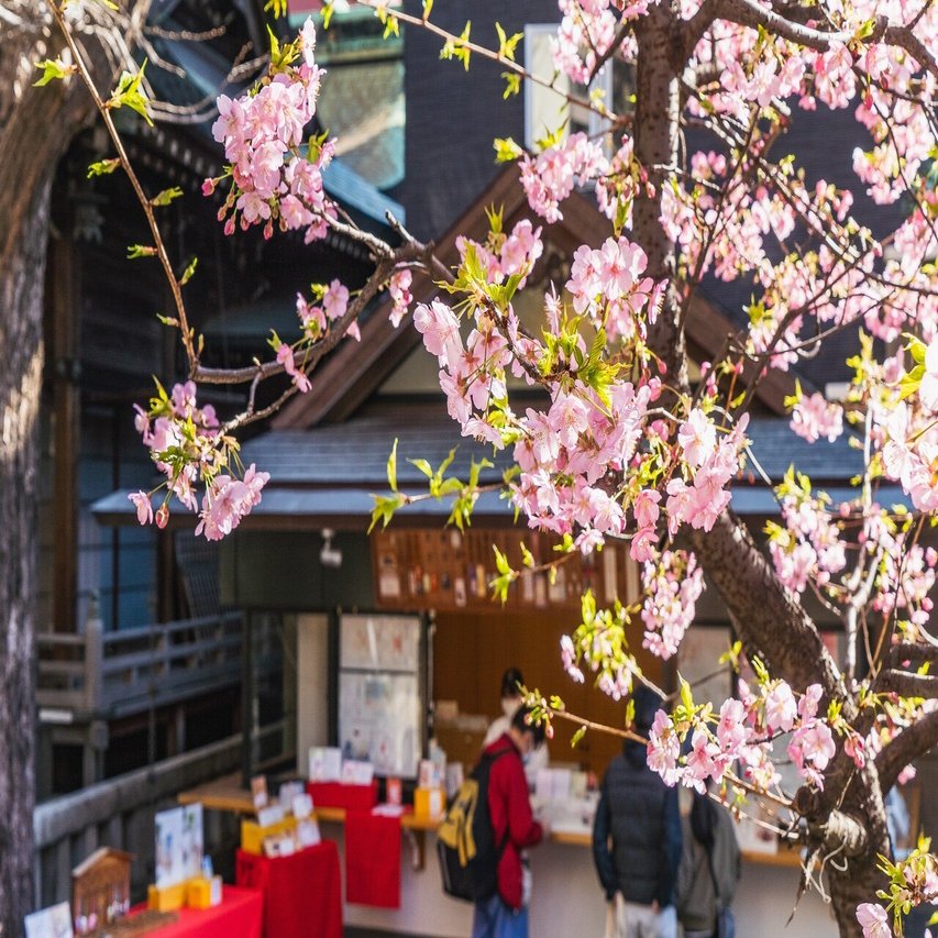 花見 は日本特有の文化だった 立役者となったのはあの暴れん坊将軍 小野照崎神社 Note