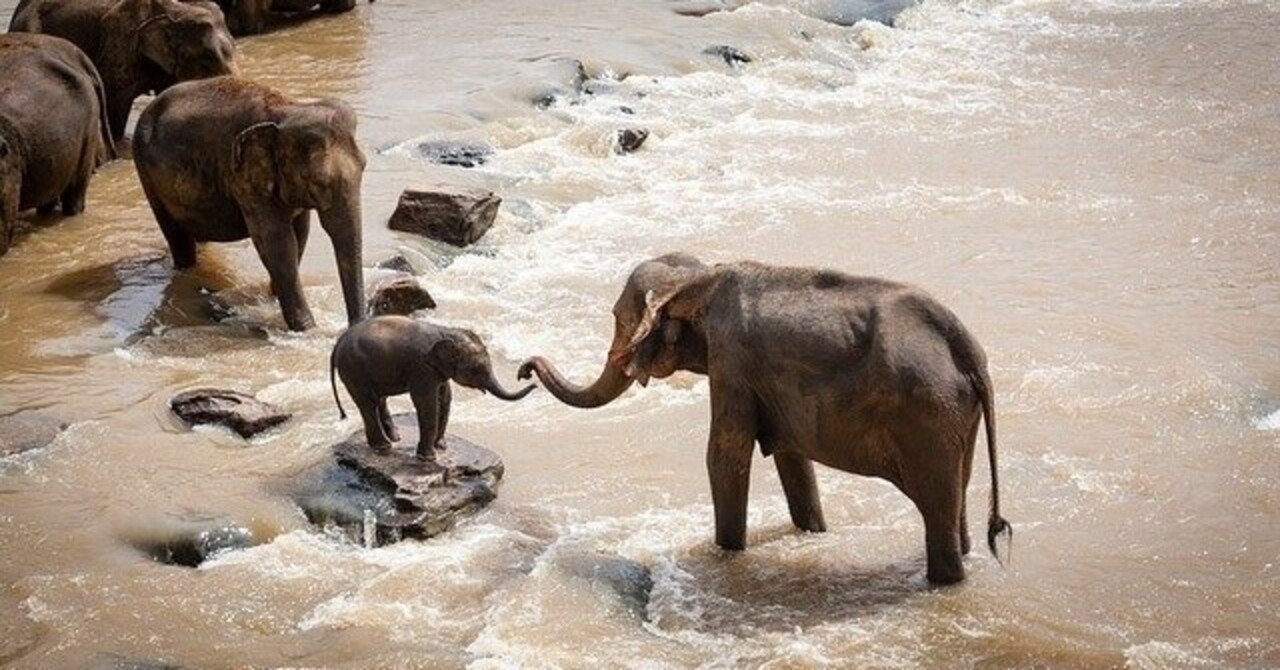 英単語 Elephant の語源や由来 日本にいながら英語 英会話力爆上げ Note