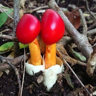植木鉢の来訪者 コガネキヌカラカサタケ ちょこすき きのこ Note