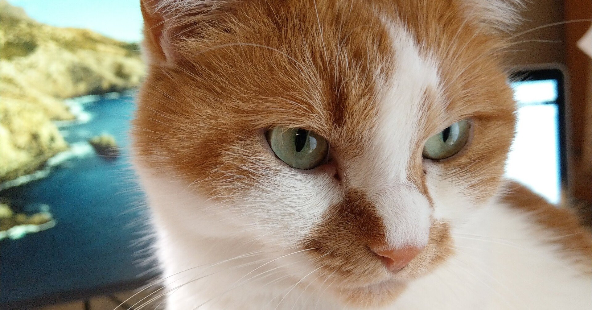 猫がつまみ食いできない夢の給餌機を見つけるまでの話 とものり Note