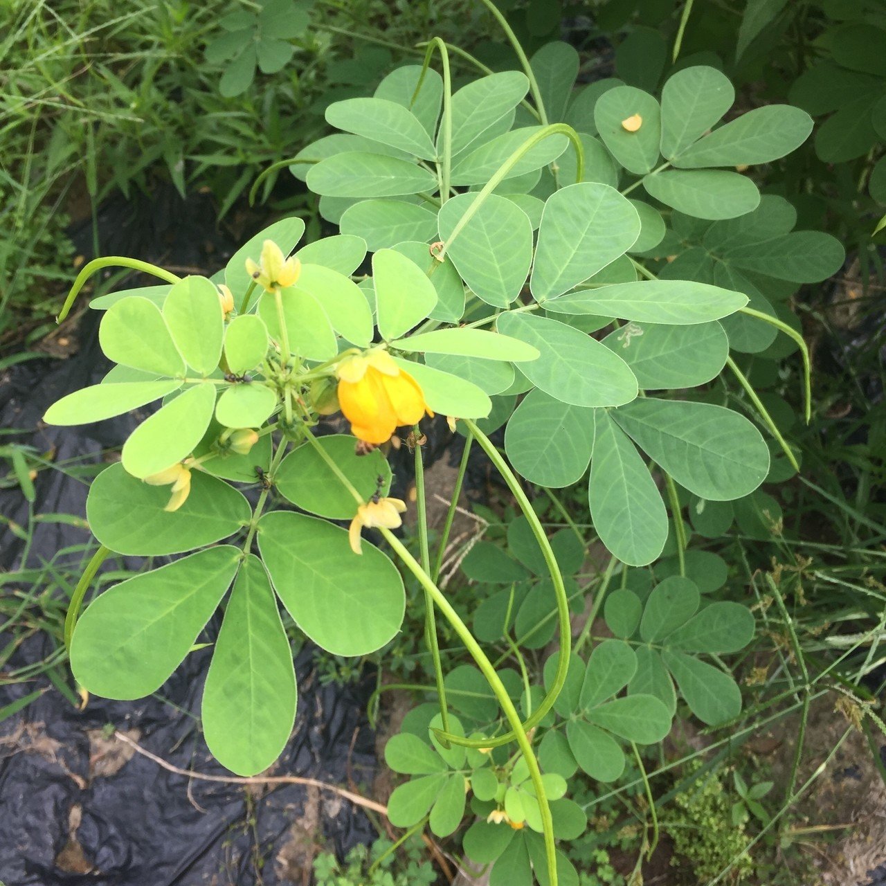 謎の雑草の正体判明 Tkskkd Note