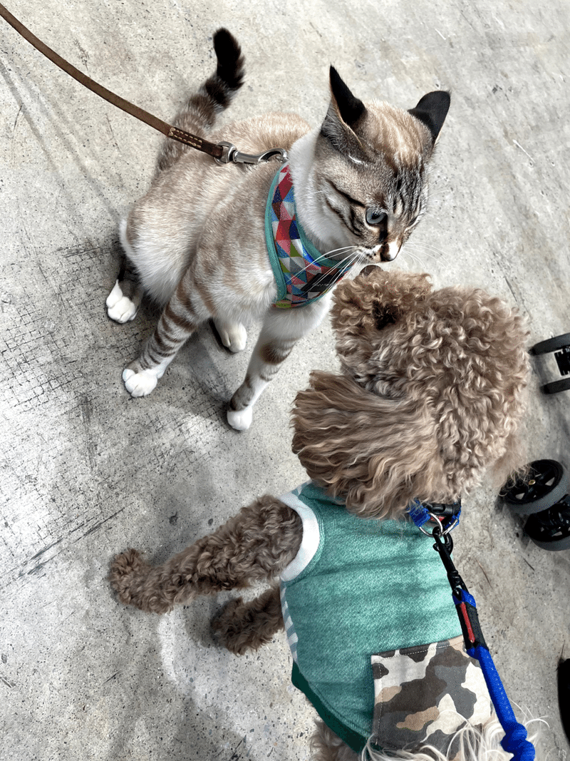 インターペット21に行ったおはなし前編 Naichel Note