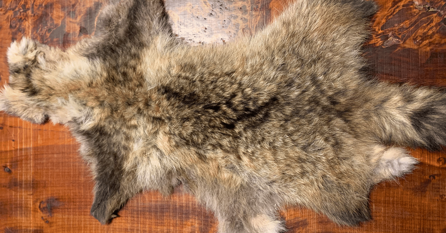 たぬき 毛皮 冬毛 希少