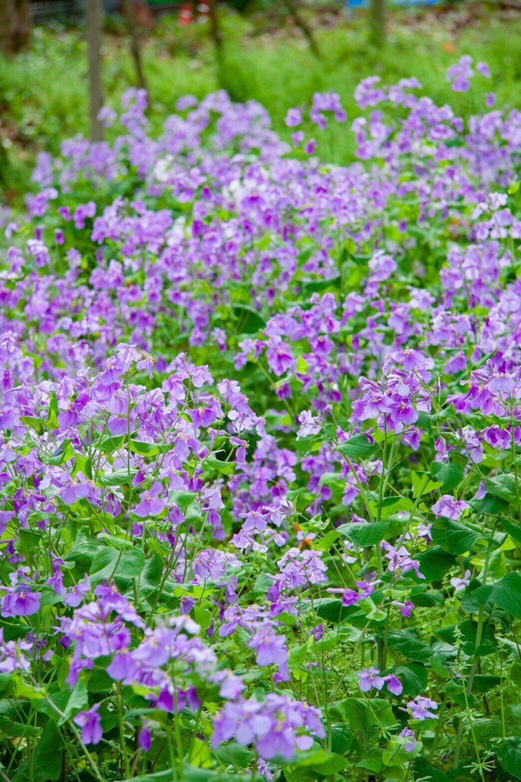 春になると良く見かける花で 森の中の花園のような雰囲気が大好き 青い花が好きだなあ 目が癒されます 空と海が青いのも関係があるのかしら 名前 が分からないので花に詳しい母に聞いたら 大根の花よ と やよい 薬剤師 心と体の元氣プロデューサー Note 春になると良く見かける花で 森の中の花園のような雰囲気が大好き 青い花が好きだなあ 目が癒されます 空と海が青いのも関係があるのかしら 名前 が分からないので花に詳しい母に聞いたら 大根の花よ と やよい 薬剤師 心と体の元氣プロデューサー Note