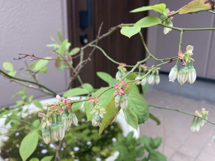 Blueberry flowers have bloomed.