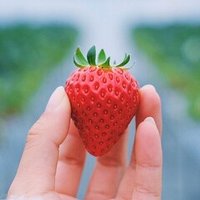 いちご農家は儲かるのか 年収は 苺屋あとりゑ Note