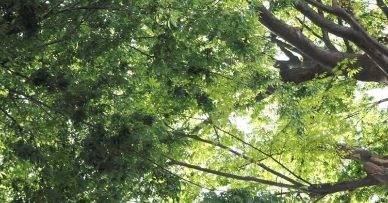 初めて知った 梢 の意味 Kunana Note