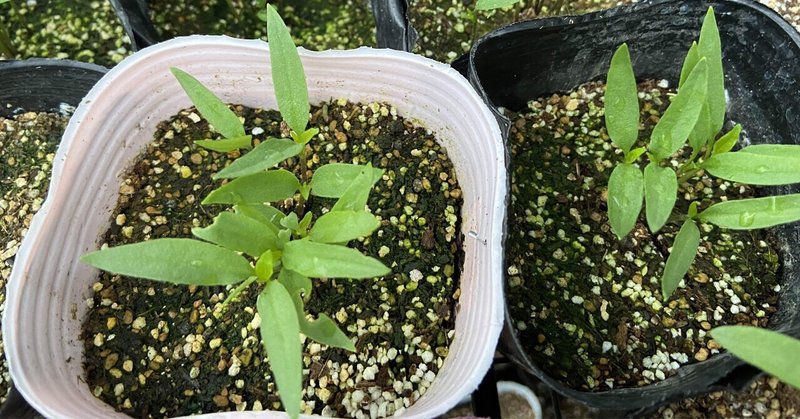 Vol 69 夏野菜の種まき第一陣の様子と第二陣の種まき ころの庭自然菜園ーハーブやアロマもー Note Vol 69 夏野菜の種まき第一陣の様子と第二陣の種まき ころの庭自然菜園ーハーブやアロマもー Note