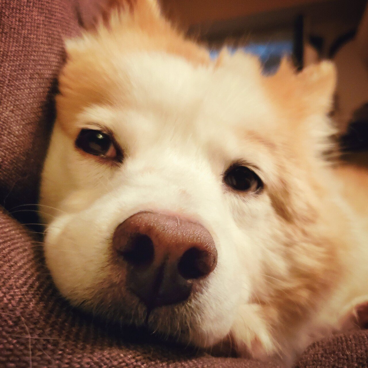 犬の麩 森田miw Note 犬の麩 森田miw Note