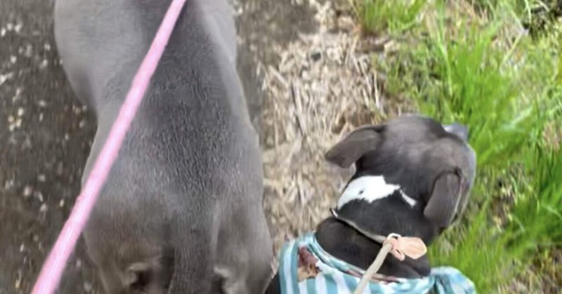 犬のホテル の新着タグ記事一覧 Note つくる つながる とどける 犬のホテル の新着タグ記事一覧 Note つくる つながる とどける