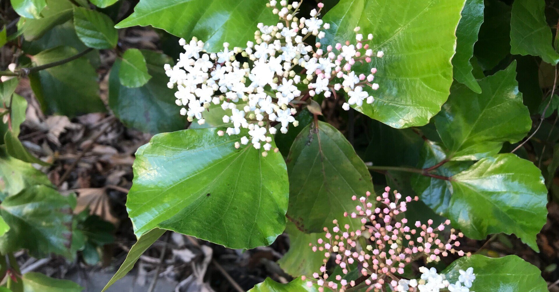 ガマズミの花 ロシア語のカリンカだそうです アビさん Note ガマズミの花 ロシア語のカリンカだそうです アビさん Note