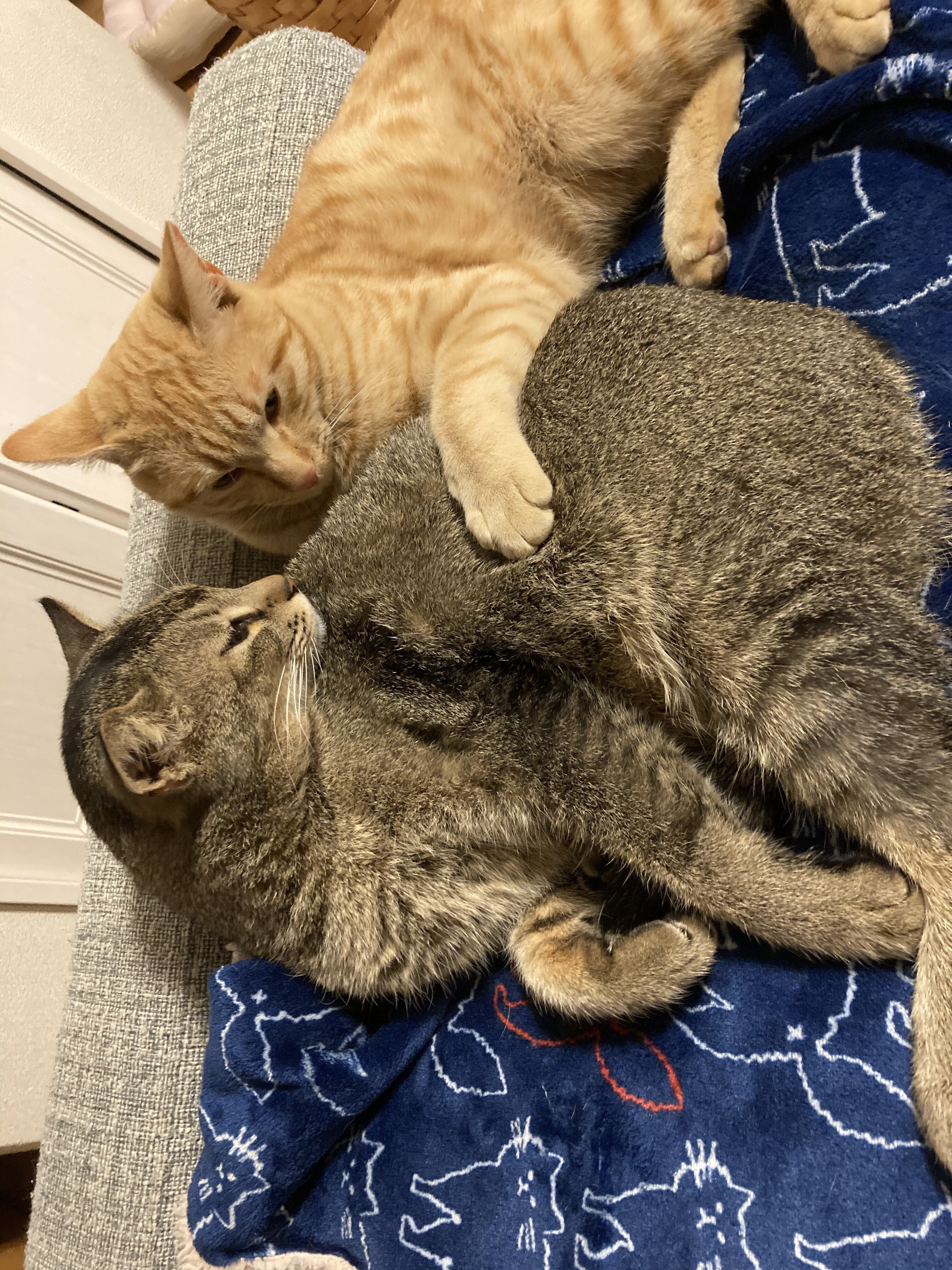 猫は今に正直 の新着タグ記事一覧 Note つくる つながる とどける