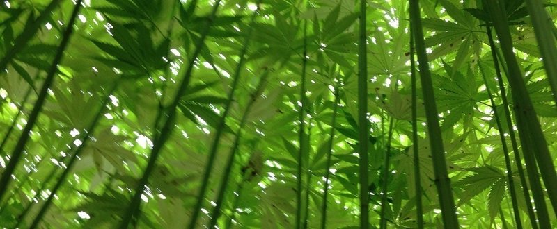 「大麻を麻に加えろって滅多に聞かない」