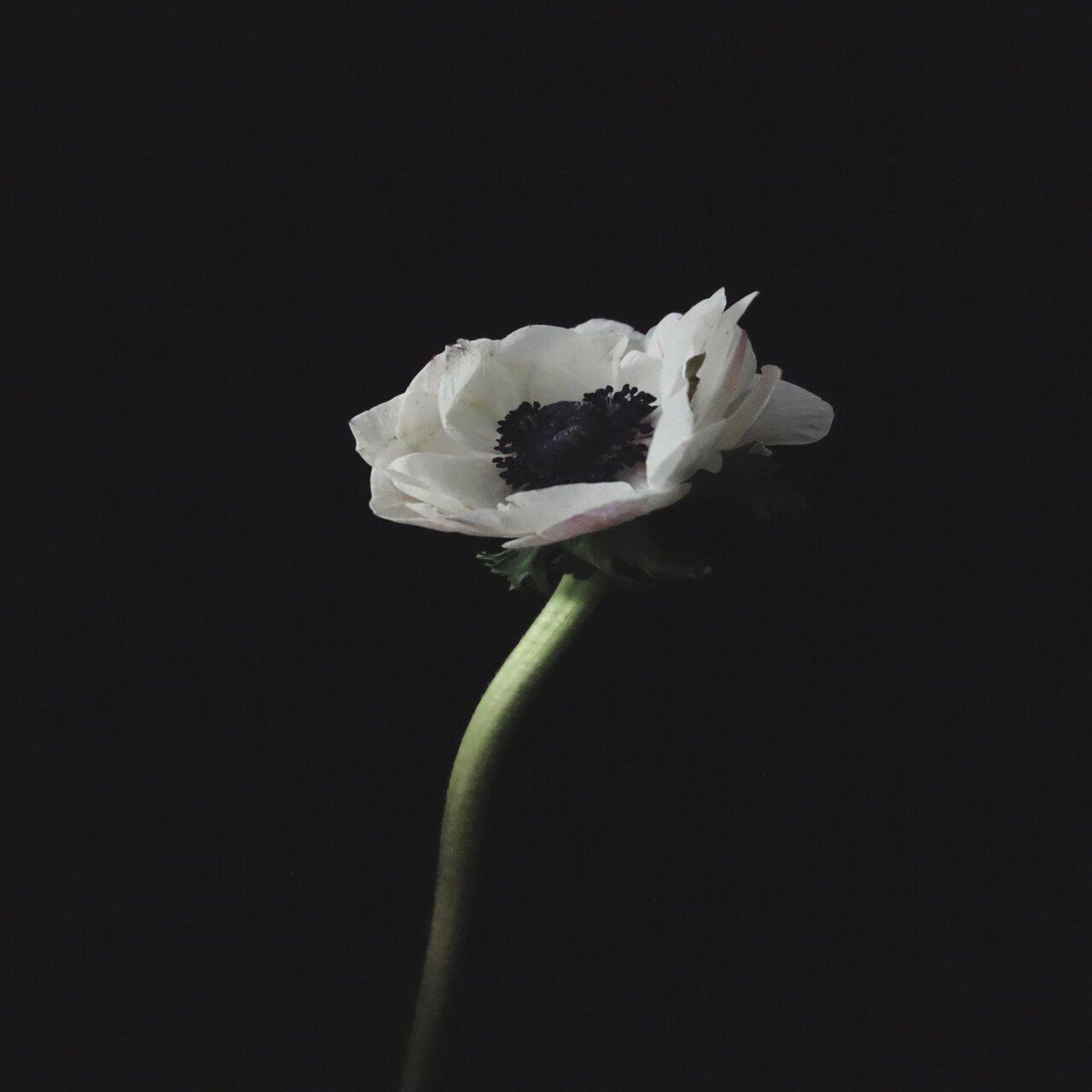 急に花にハマってしまった男 Nora Note