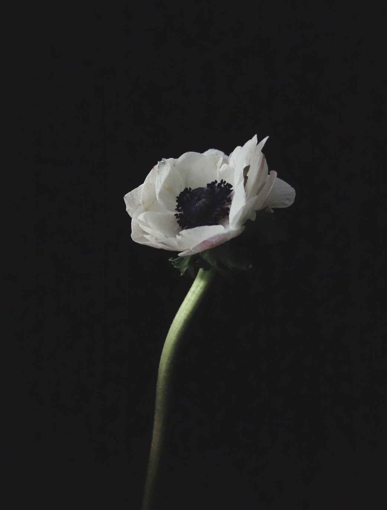 急に花にハマってしまった男 Nora Note 急に花にハマってしまった男 Nora Note