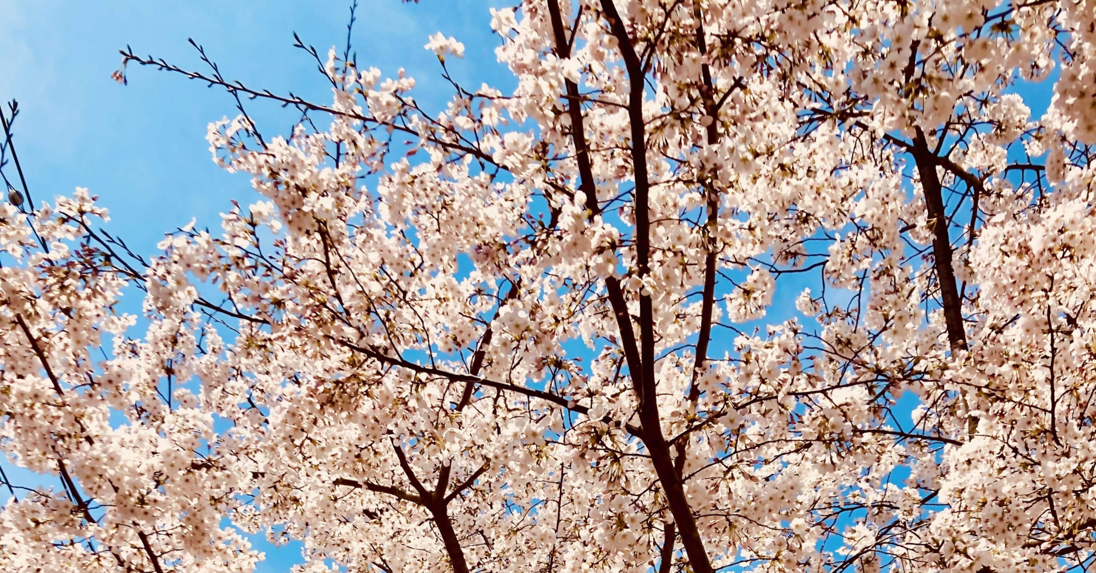 はかなく散るものたち ミュージカル 薄桜鬼 真改 相馬主計編 感想 瑞原あやり Note