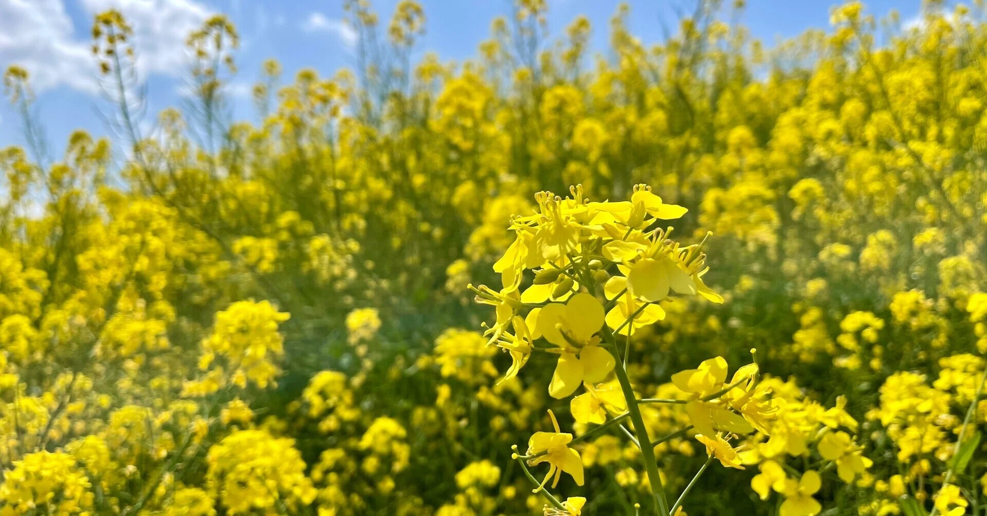 三郷の菜の花｜NJRecalls