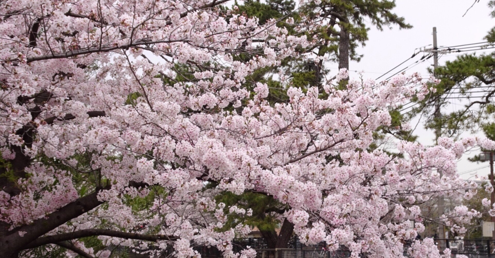 保存版 おすすめ百合漫画21春 ほぼネコ Note