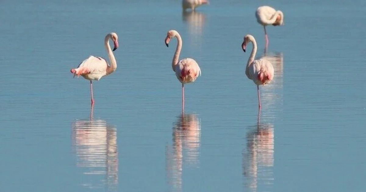 èŠåºãç»å