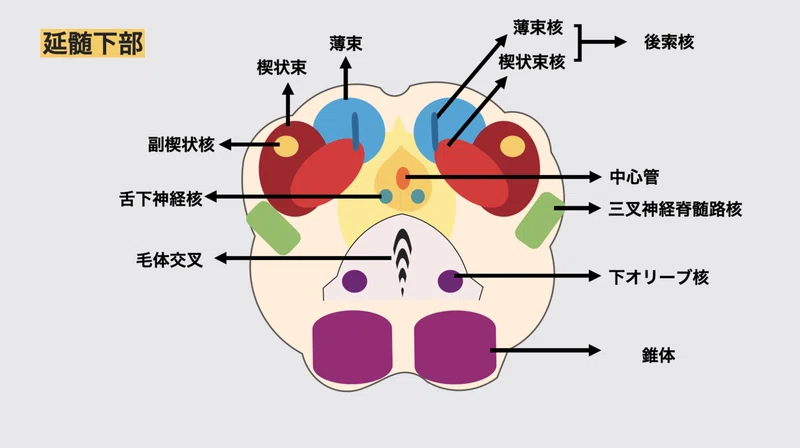 楔状束の意味 用法を知る Astamuse