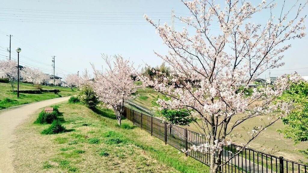 春の朝 桜を眺めながらの 散歩は気持ちいですね 東樹 新人小説家 Note