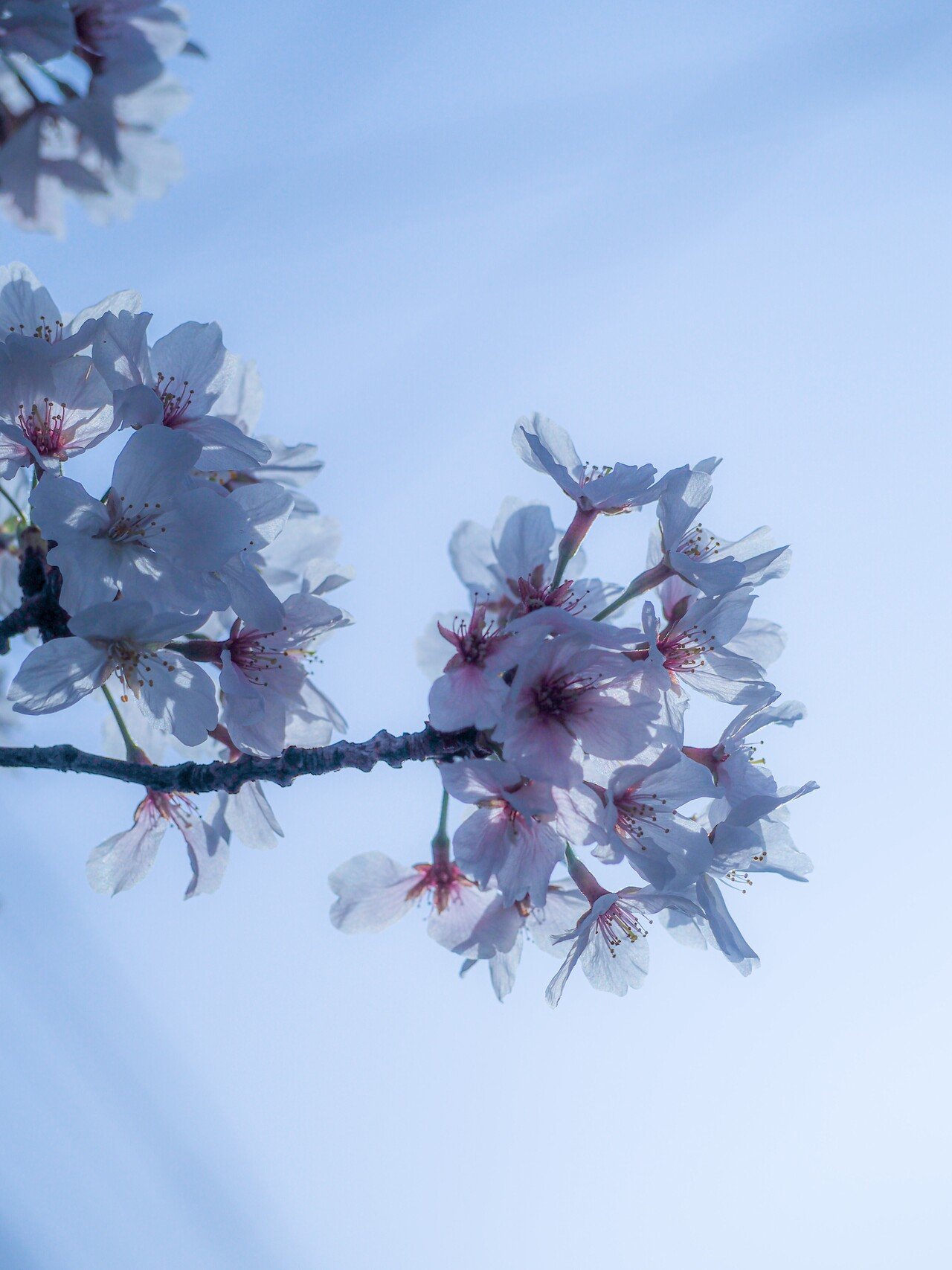 このあたりの桜は見納め 近所でも綺麗な桜に出会えました 最近はマニュアル撮影にハマっています 動くものはまだまだ難しいですが 背景ボケ 光を意識するということが ぼんやりわかってきたような まだまだわか らいむ Note このあたりの桜は見納め 近所でも綺麗な桜に出会えました 最近はマニュアル撮影にハマっています 動くものはまだまだ難しいですが 背景ボケ 光を意識するということが ぼんやりわかってきたような まだまだわか らいむ Note