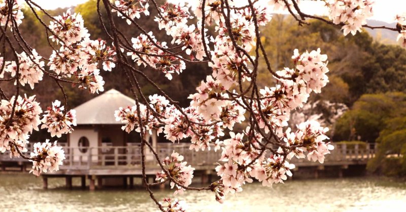 長岡天満宮桜並木昼
