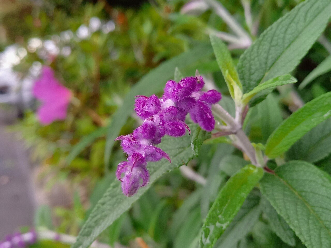 お初にお目にかかります 柘榴 Note