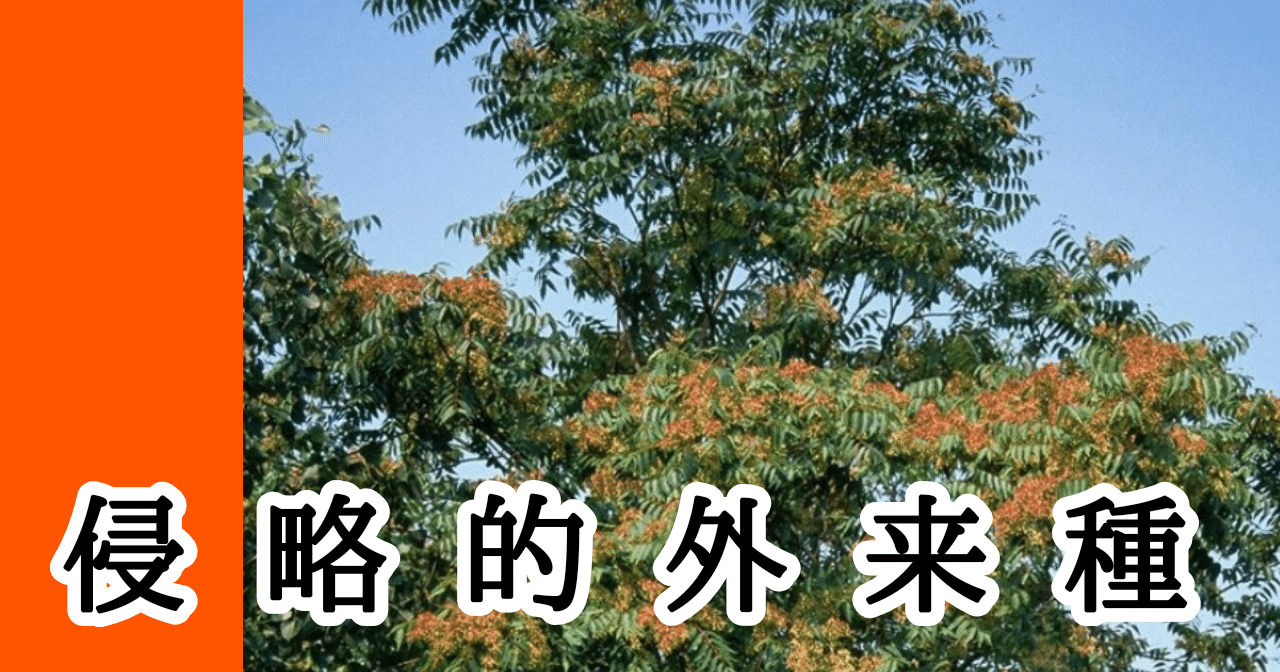 シタベニハゴロモ の新着タグ記事一覧 Note つくる つながる とどける