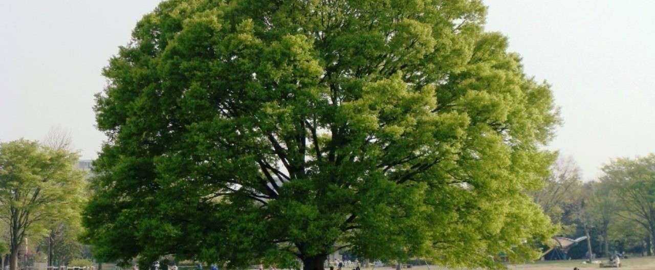 ミニチュア樹木の作り方 じふ Note