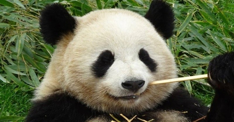 パンダの秘密 権藤大樹 Note