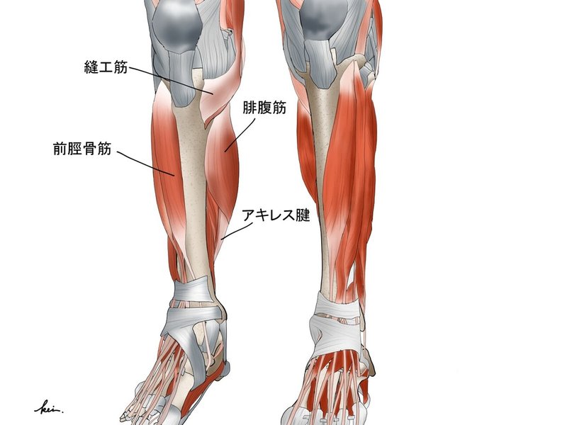 歩行時の前脛骨筋 その役割とアプローチ あんどぅnote Note