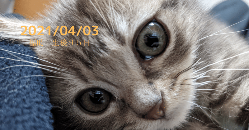 猫ちゃんが床や壁を舐める理由 ふくすけの日記帳 Note