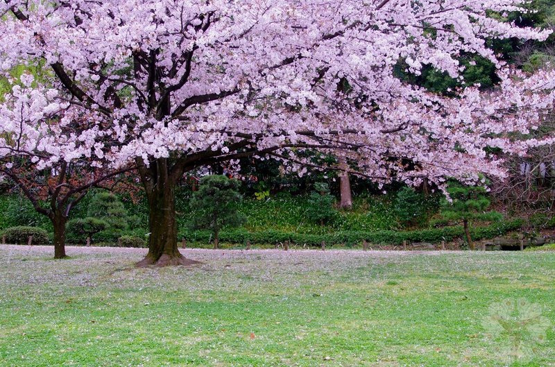 曇りの日の清澄庭園 公園の桜 キータン Note