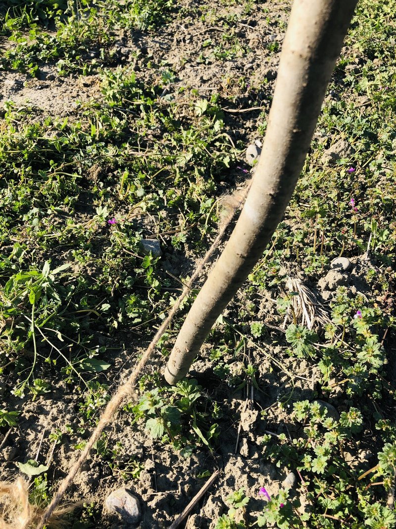 21 04 05 陸稲 農林1号 もち を直播き播種 すえなみかつひろ Note